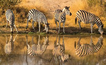 Kruger National Park, South Africa. David Tomaseti@Unsplash