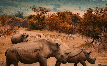 Rhinos in Africa. redcharlie@Unsplash