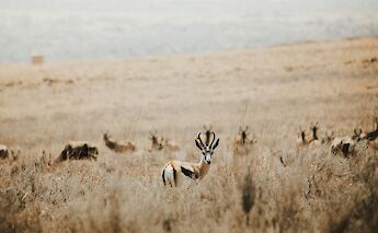 Springbok in Africa! Melissa Brown@Unsplash