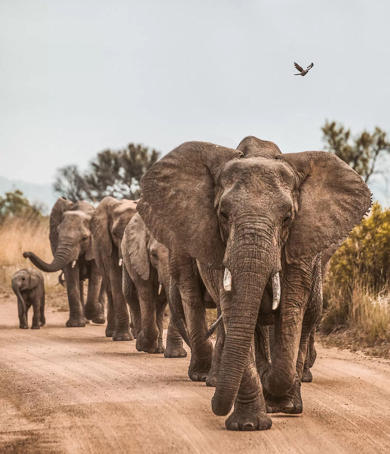 Elephants in a game reserve in Africa. redcharlie@Unsplash