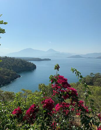 Pink flowers along the coast, Fethiye, Turkey. Unsplash:Mahmut Aysan
