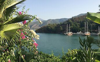 Pink flowers in Fethiye, Turkey. Unsplash:Feyza Dogan