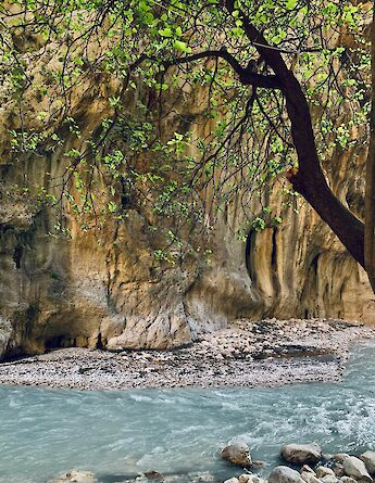 Tree over a stream, Fethiye, Turkey. Unsplash:Olga Pro