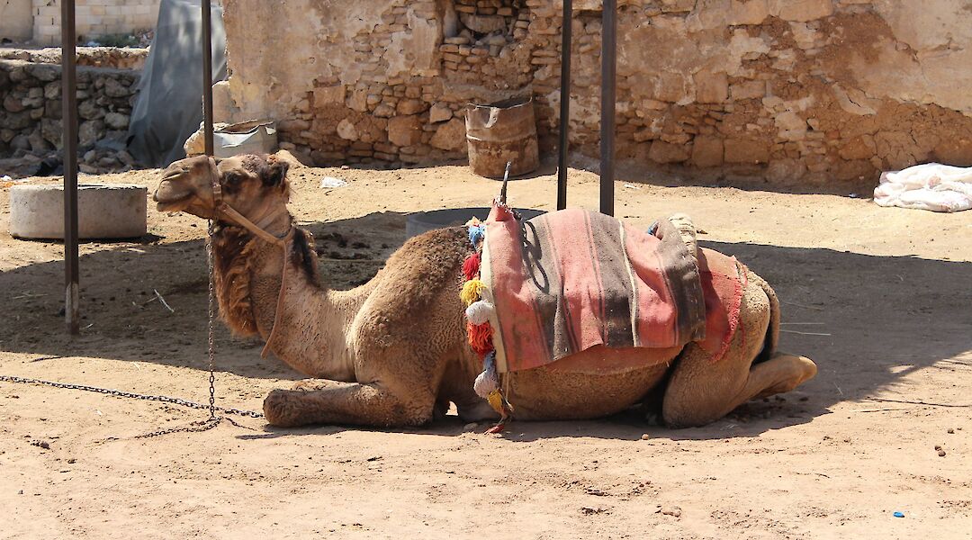 Camels in Turkey. William John Gauthier@Flickr
