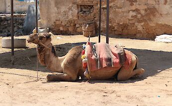 Camels in Turkey. William John Gauthier@Flickr
