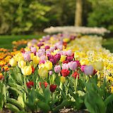 Flowers at the famous Keukenhof in Holland. gnuckx@Flickr