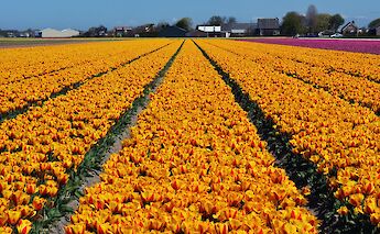 Tulip fields in South Holland in Springtime. ©Hollandfotograaf