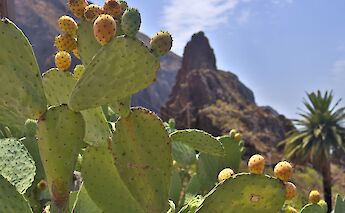 Masca, Tenerife, Canary Islands, Spain. Nicole Arango Lang@Unsplash