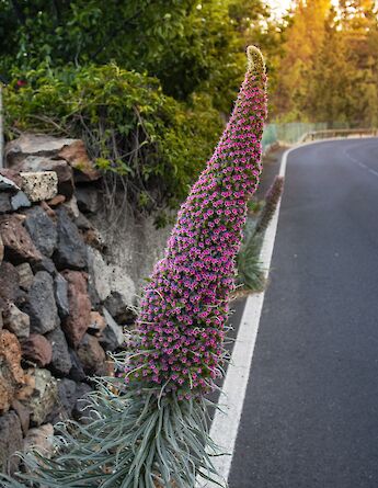 Vilaflor, Tenerife, Canary Islands, Spain. Susanna Marsiglia@Unsplash