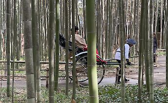 Pulled carriages at the Bamboo Forest.