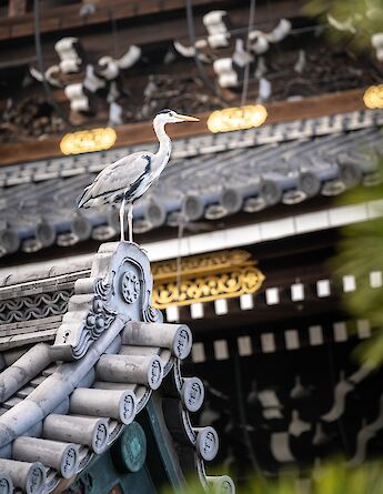 Shimanami Kaido Cycling Route & Shikoku Island in Japan