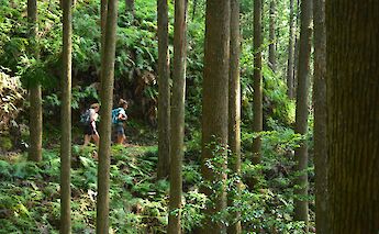 Kumano Kodo Pilgrimage Route in Japan
