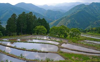 Kumano Kodo Pilgrimage Route in Japan