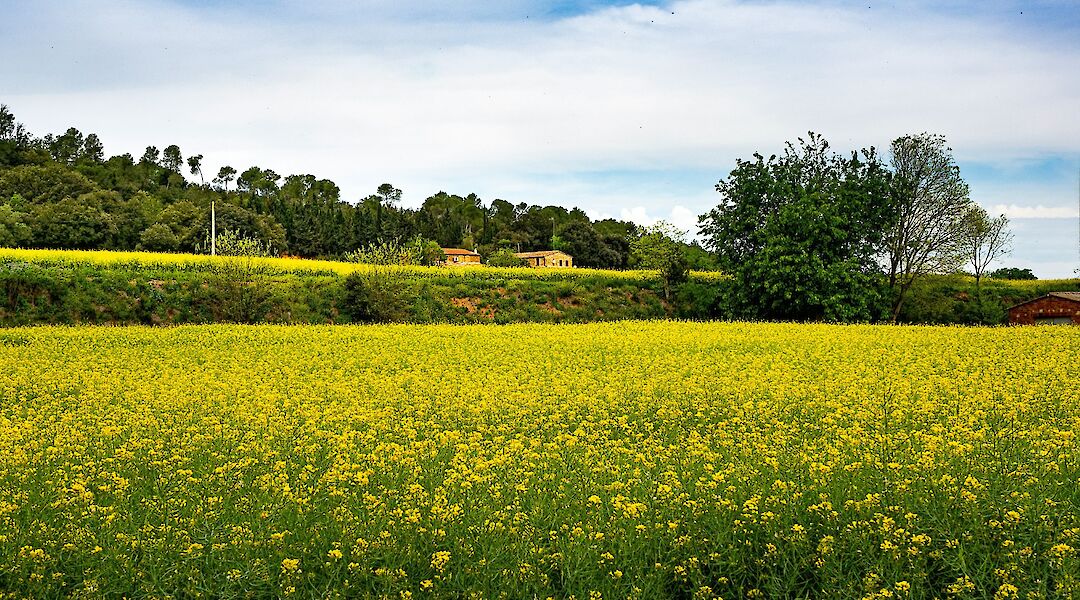 Flourishing fields in Sant Martí Vell, Spain. Unsplash:Manuel Torres Garcia