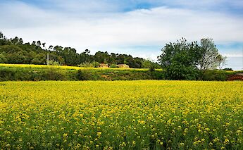 Flourishing fields in Sant Martí Vell, Spain. Unsplash:Manuel Torres Garcia