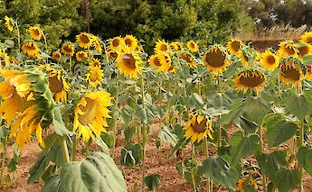 Púbol in Catalonia, Spain. Albert Torelló@Flickr