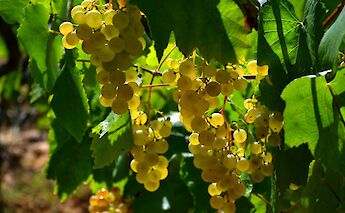 Vineyards abound in Catalonia, Spain. Angela Llop@Flickr