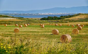 A field with numerous hay bales scattered across a grassy landscape, with distant mountains and a town visible in the background.