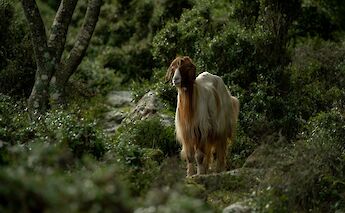 A long-haired goat standing among greenery and trees in Gesturi, Sardinia, Italy.