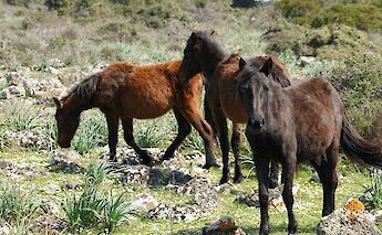 Gesturi, Sardinia, Italy. Jürgen Scheeff@Unsplash