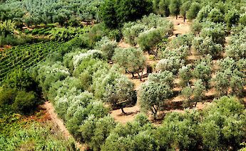 Olive groves in Sardinia, Italy. Draculina_kid@Flickr