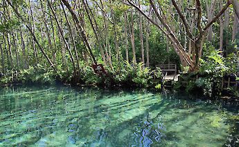 Cenote, Mexico. Tulip Sunflower@Unsplash