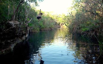 Cenote, Tulum, Mexico. Sara Bear@Flickr