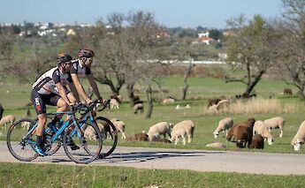 Cycling past sheep in the countryside near Albufeira, Portugal