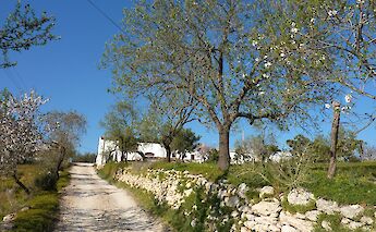 Blossom in Paderne, Algarve, Portugal. Mike Finn@Flickr