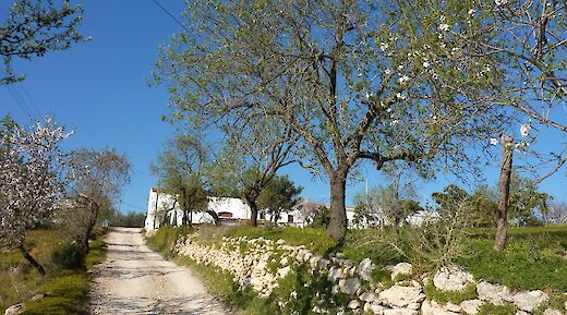 Blossom in Paderne, Algarve, Portugal. Mike Finn@Flickr