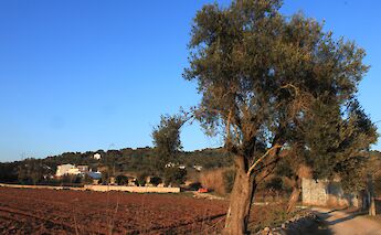 Tree in Paderne, Algarve, Portugal. Mike Finn@Flickr