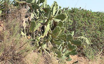 Cacti, Ria Formosa, Algarve, Portugal. Anthony R@Unsplash