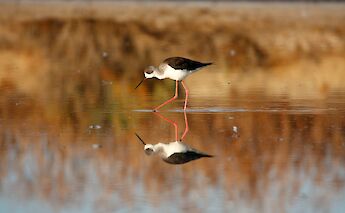 Ria Formosa, Algarve, Portugal. Jose Prego@Flickr