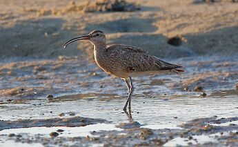Ria Formosa, Algarve, Portugal. Jose Prego@Flickr