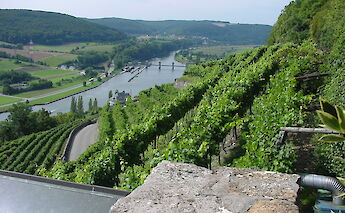 Vineyards along the Neckar River in Germany. CC:Joergsam