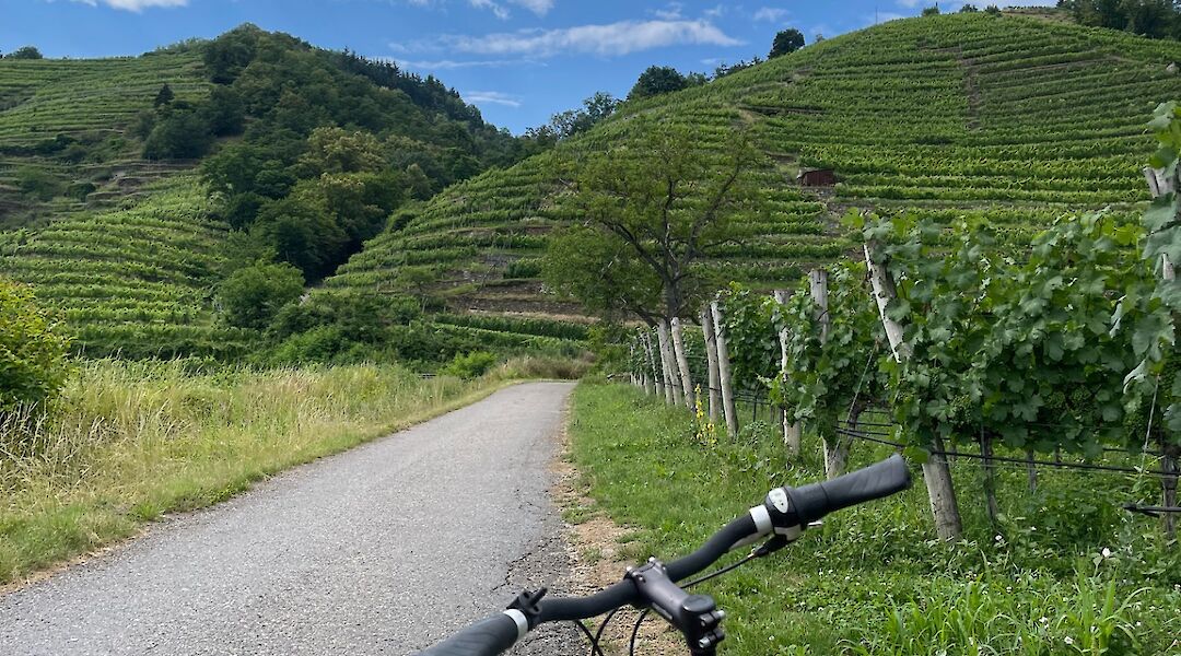 Biking from Dürnstein along the Danube River amongst vineyards! ©Gea