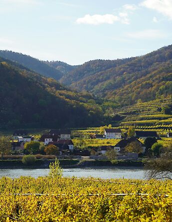 Flourishing vineyards in Wachau, Austria. Unsplash:Shpetim Ujkani