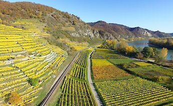Green vineyards of Durnstein, Austria. Unsplash:Chris de Wit