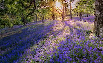 Flowers in the woods in Aberfoyle, Scotland. Andy Belshaw@Flickr