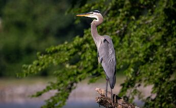 Heron. Joshua J Cotten