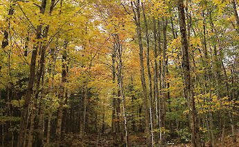 New Hampshire, USA. Brian Yurasits@Unsplash