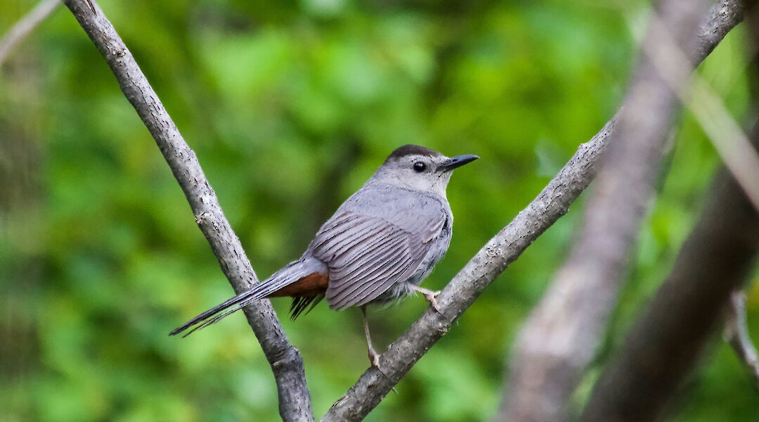Portsmouth Nature Discovery Bike Tour