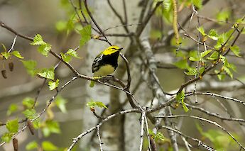 New Hampshire, USA. Brian Yurasits@Unsplash