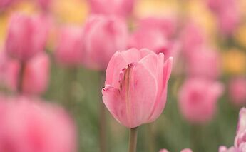 Pink tulips, Holland. Gio Bartlett@Unsplash