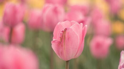 Pink tulips, Holland. Gio Bartlett@Unsplash