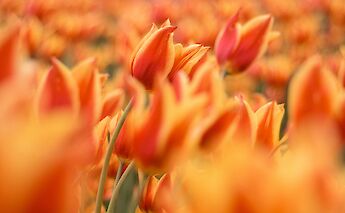 Orange tulips, Holland. Gio Bartlett@Unsplash