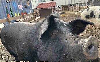 Pigs in the countryside outside Amsterdam, Holland. CC:TO