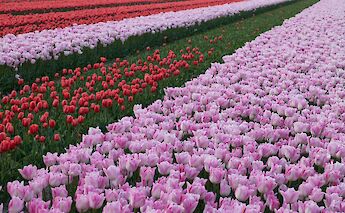 Tulips, Holland. Zdenek Machacek@Unsplash