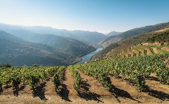 Vineyards of the Douro Valley. Maksym Kaharlytskyi@Unsplash