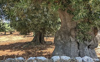 Ancient olive trees with thick trunks in a grove, under a clear sky.